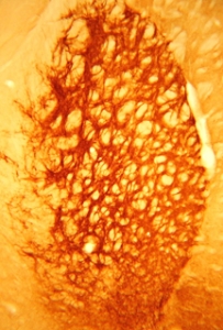 Leucine Enkephalin Antibody