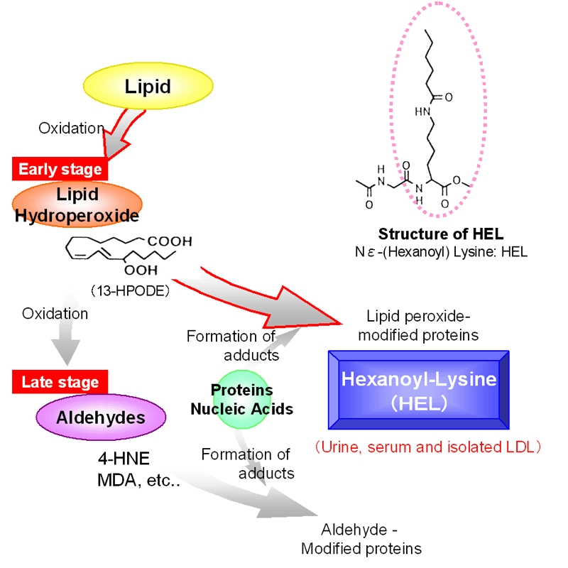 Hexanoyl-Lys adduct (HEL) ELISA kit