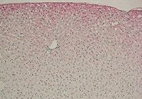 Anti Dibromotyrosine monoclonal antibody