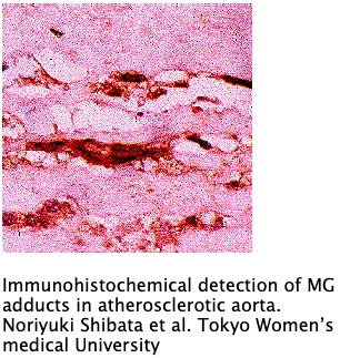 Anti Methyglyoxal (MG) antibody