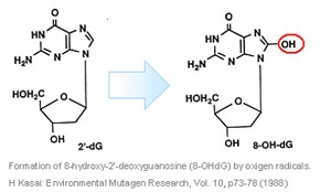 Anti 8-OHdG monoclonal antibody