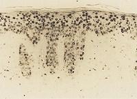 Anti 8-OHdG monoclonal antibody