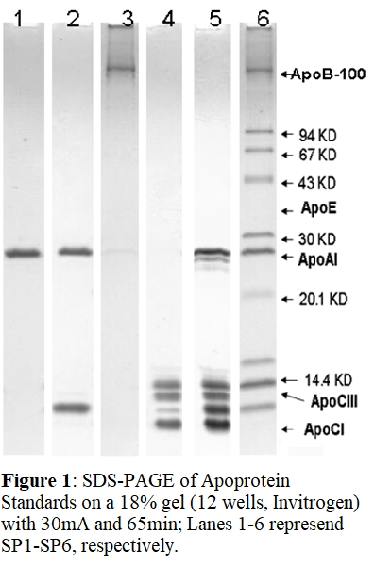 人载脂蛋白AI SDS-PAGE标准(未染色)Human Apo AI SDS-PAGE Standard,Un-Stained