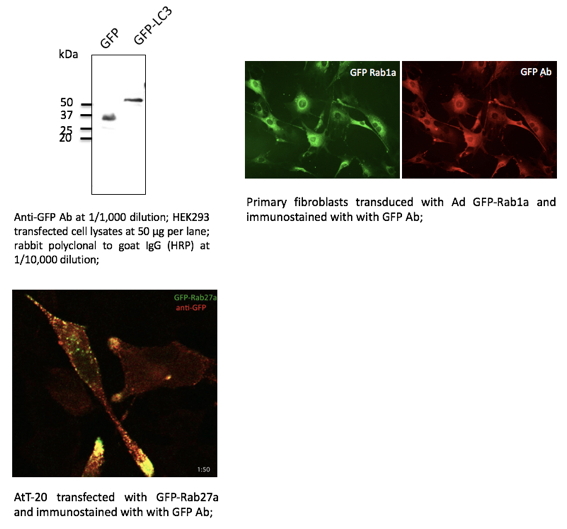 Anti-GFP Antibody