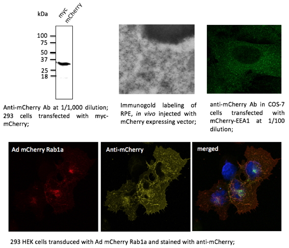 Anti-mCherry Antibody