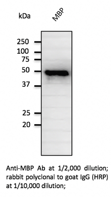 Anti-MBP Antibody