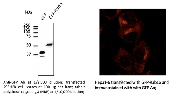 Anti-GFP Antibody