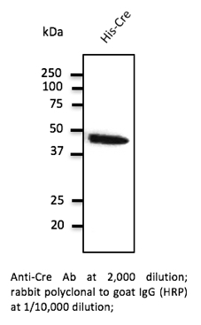 Anti-Cre Antibody