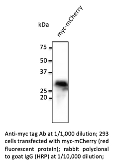 Anti-myc Antibody