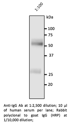 Anti-Human IgG