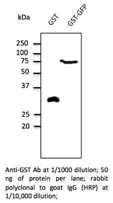 Anti-GST Antibody