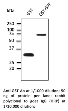 Anti-GST Antibody