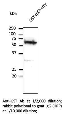 Anti-GST Antibody