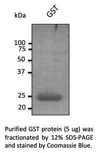 GST Recombinant Protein