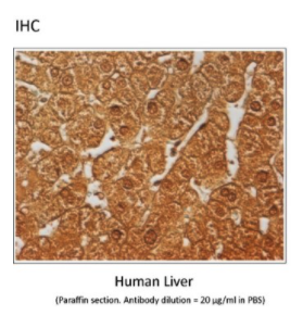 Mouse Anti-NR1H4 monoclonal antibody