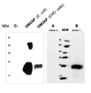 Mouse Anti-GM2AP monoclonal antibody