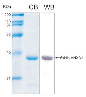 Human ANXA1 (Annexin A1) recombinant protein
