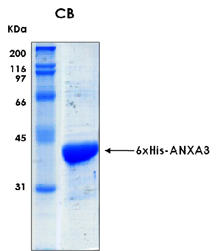 Human ANXA3 (Annexin A3) recombinant protein
