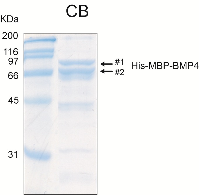 Human BMP4 recombinant protein