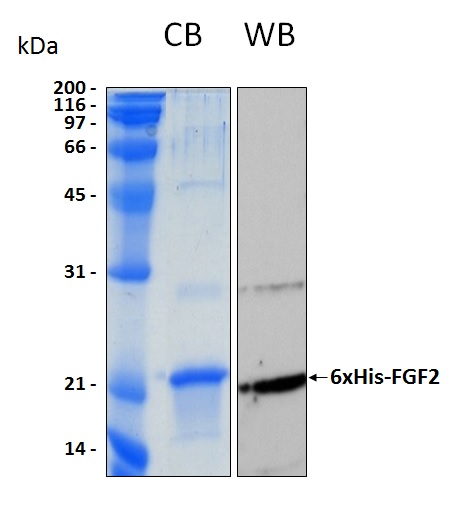 Human FGF2 18kDa isoform recombinant protein