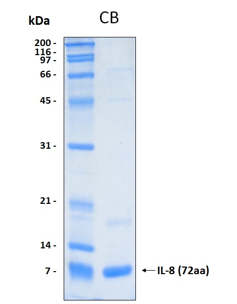 Human IL8 (72aa residues) recombinant protein without tag