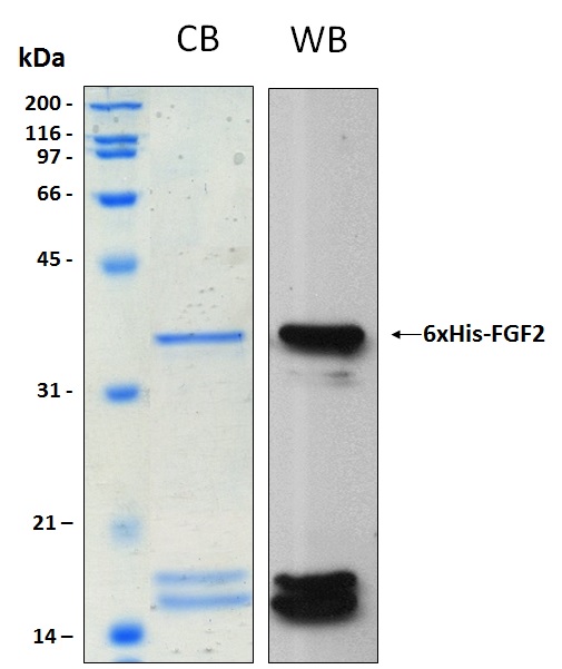 Human FGF2 (Fibroblast Growth Factor 2) recombinant protein
