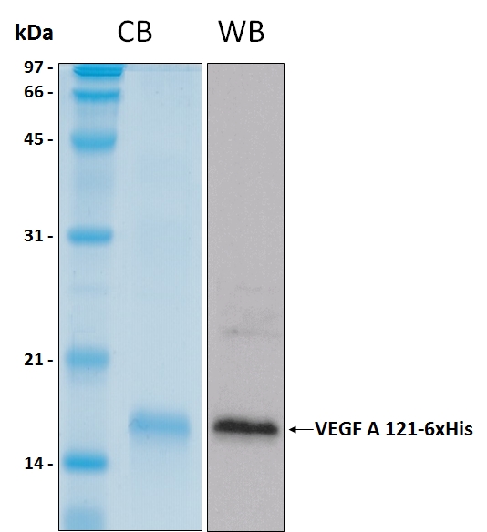 Human VEGF A isoform 121 recombinant protein