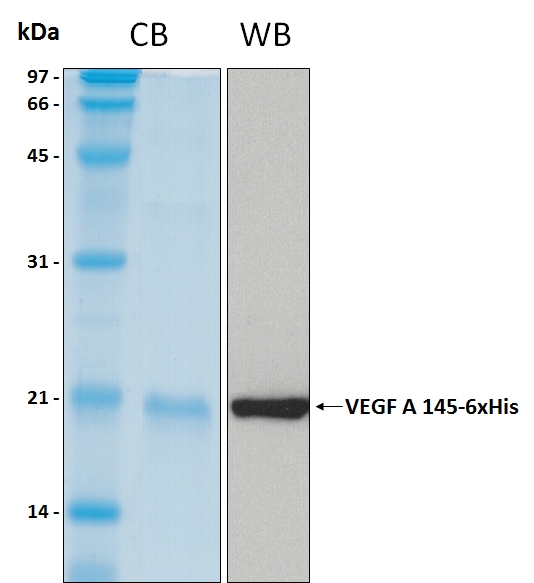 Human VEGF A isoform 145 recombinant protein
