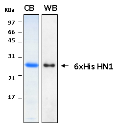 Human HN1 recombinant protein 6xHis tagged