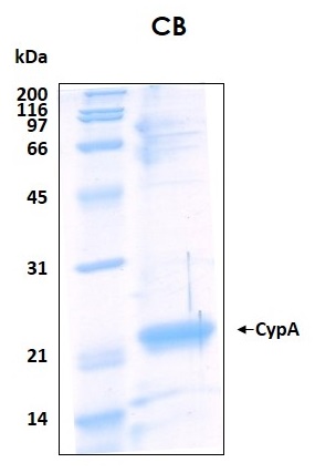 Human CypA (Cyclophilin A) recombinant protein