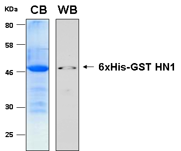 Human HN1 recombinant protein 6xHis-GST tagged