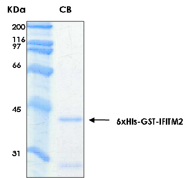 Human IFITM2 recombinant protein