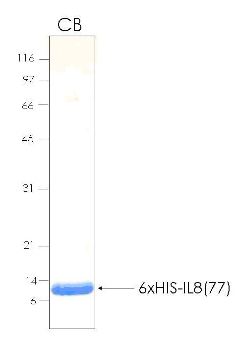 Human IL8 (77aa residues) recombinant protein