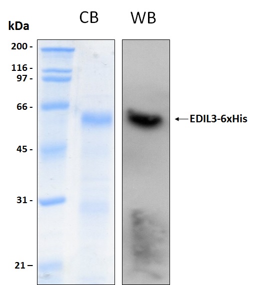 Human EDIL3 recombinant protein