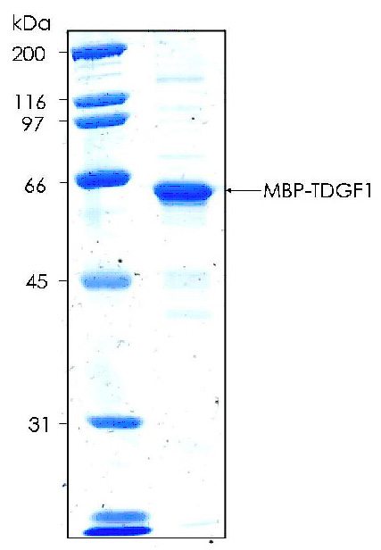 Human TDGF1 recombinant protein