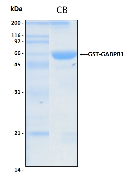 Human GABPB1 recombinant protein