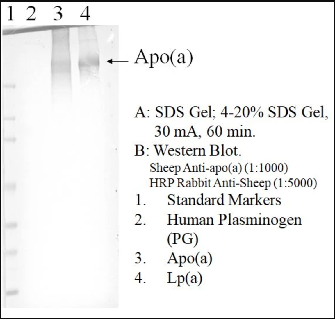 Sheep Anti-Human Apolipoprotein (a) Polyclonal Antibody