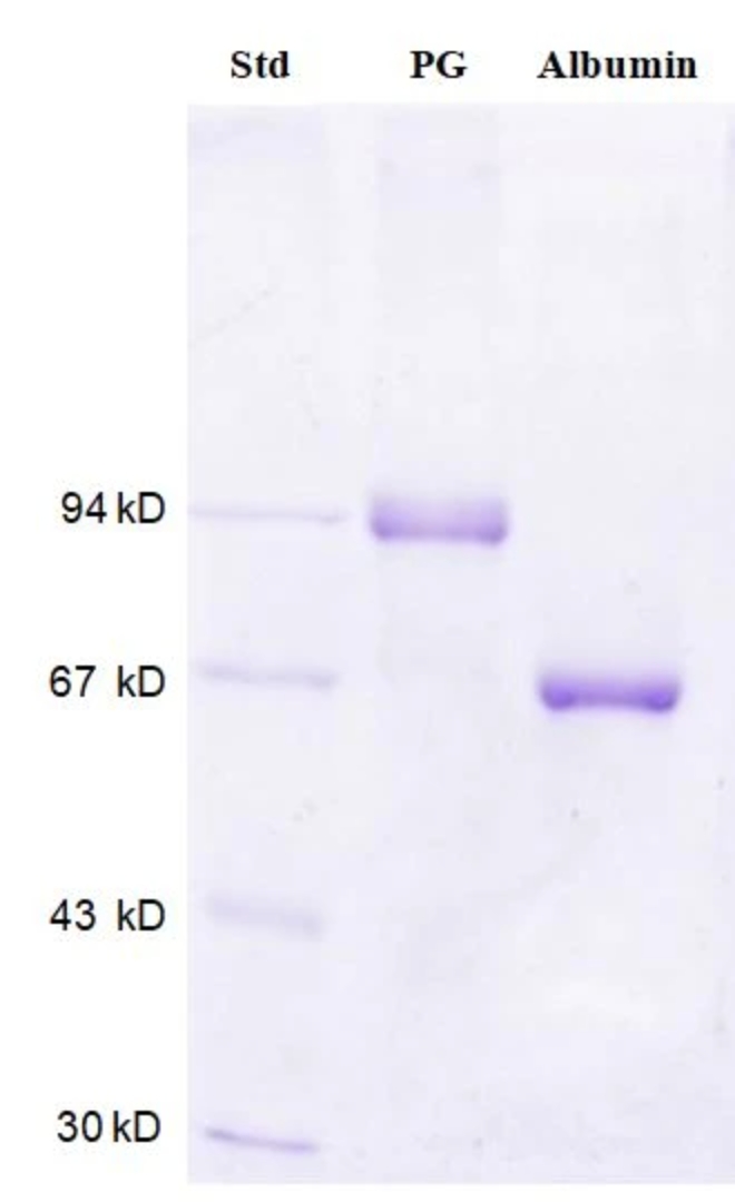 人血清白蛋白Human Albumin