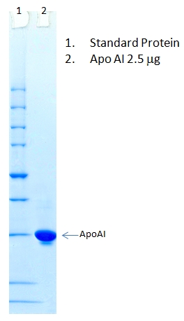Human Apolipoprotein AI(Apo AI) 人载脂蛋白AI