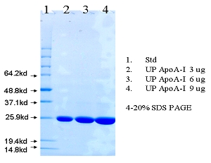 Ultra Pure Human Apolipoprotein AI(Apo AI) 超纯人载脂蛋白AI