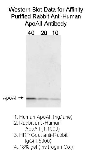 Rabbit Anti-Human Apo AII, Affinity Pure