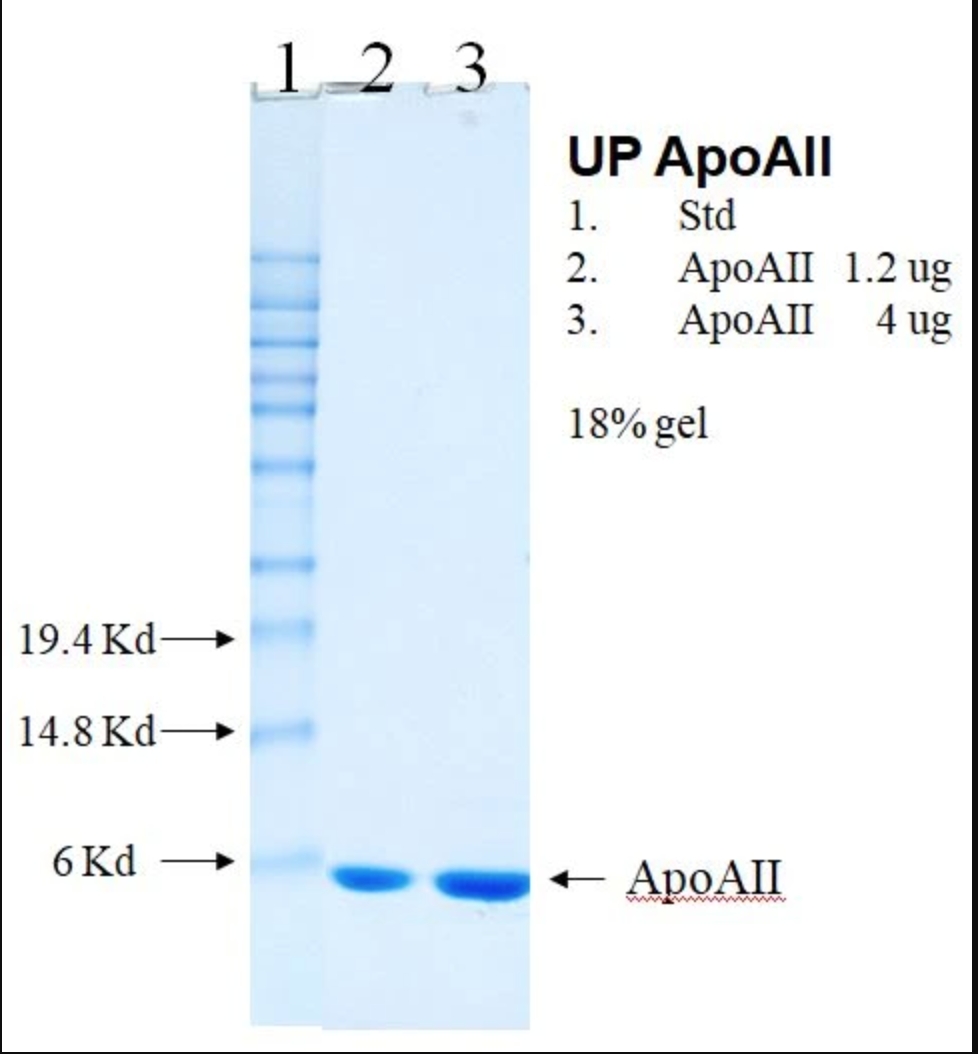 Human Apolipoprotein AII(Apo AII)人载脂蛋白AII