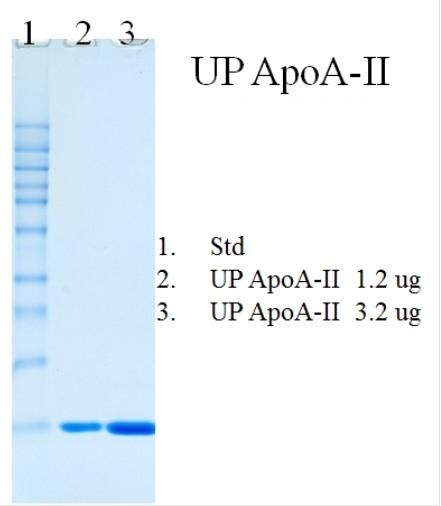 Ultra Pure Human Apolipoprotein AII(Apo AII) 超纯人载脂蛋白AII