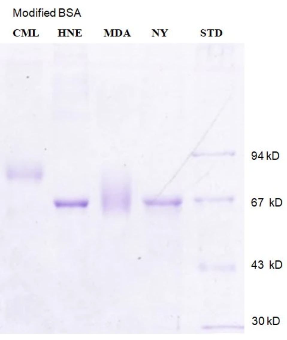 丙二醛修饰牛血清白蛋白Malondialdehyde Modified Bovine Serum Albumin(MDA-BSA