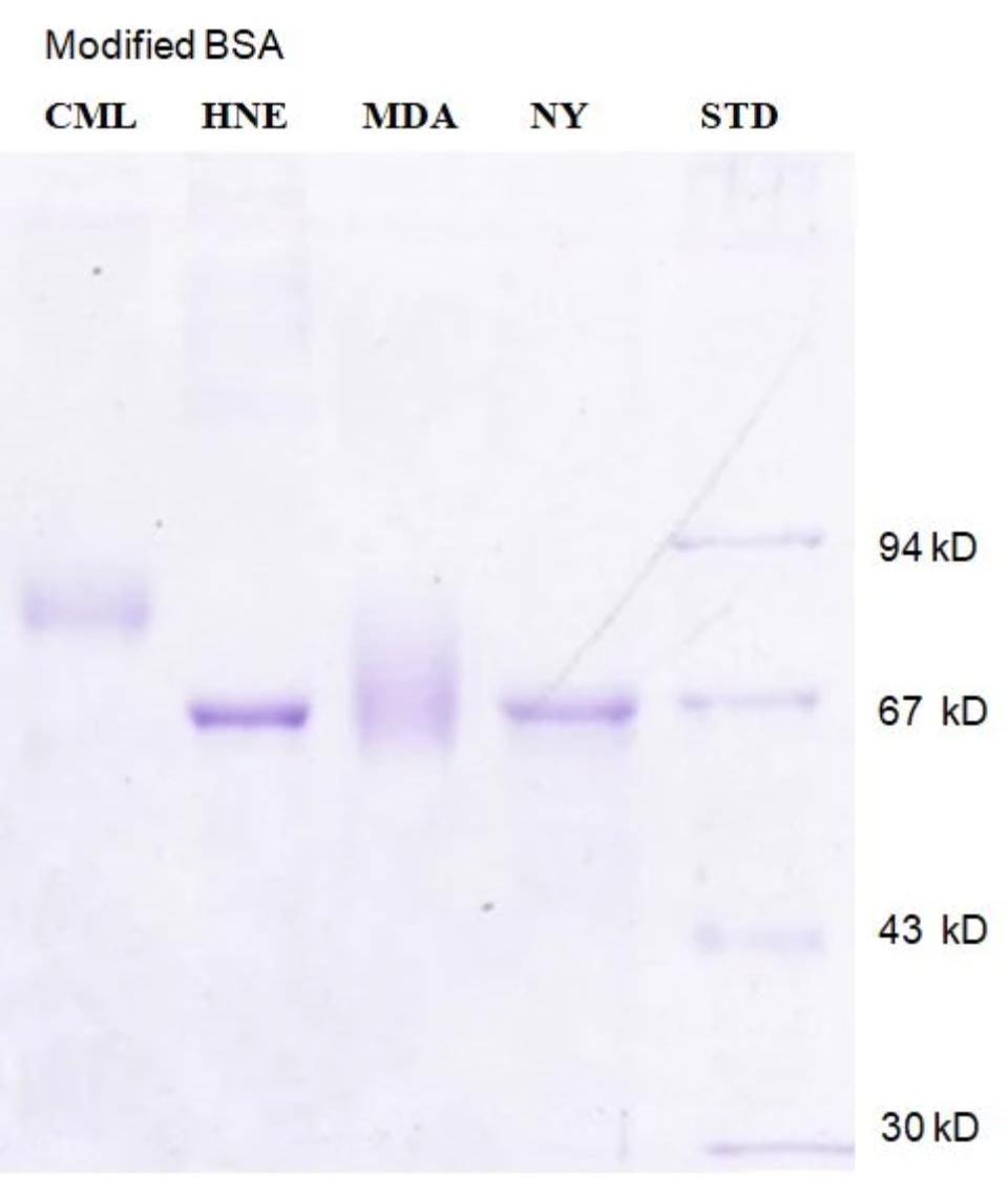 羧甲基赖氨酸修饰牛血清白蛋白 Carboxy-methyl Lysine modified Bovine Serum Album