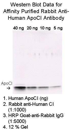 Rabbit Anti-Human Apo CI, Affinity Pure