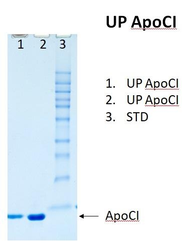 Human Apolipoprotein CI (Apo CI) 人载脂蛋白CI