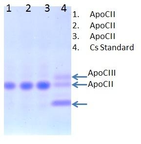 Human Apolipoprotein CII (Apo CII) 人载脂蛋白CII