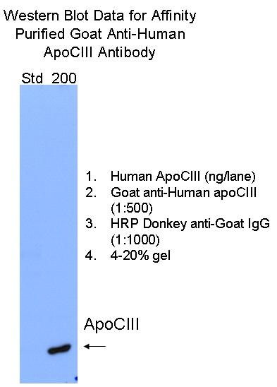 Goat Anti-Human Apo CIII, Affinity Pure