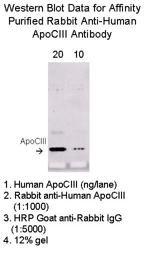 Rabbit Anti-Human Apo CIII, Affinity Pure